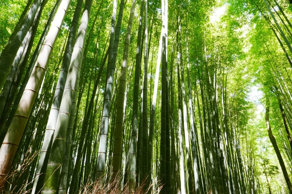4 Bamboo